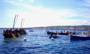 Thunfischfang